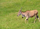 View of a Common Eland antelope (Taurotragus oryx) in the field