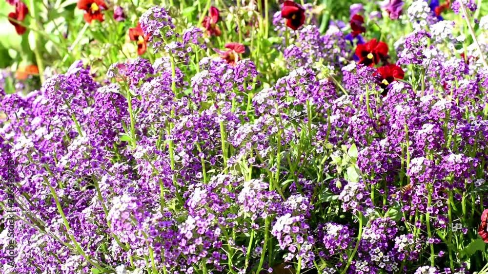 Insects on flowers/Numerous insects fly over a flower garden in the garden Insects on flowers/Numerous insects fly over a flower garden in the garden
