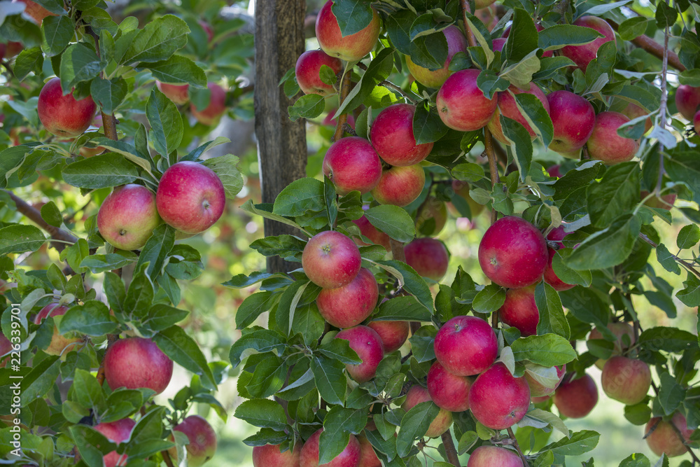 Obraz premium Amasya apples and apples 
