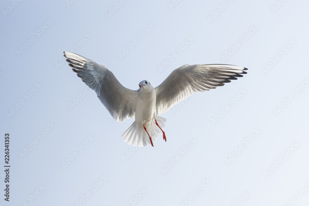 seagull in flight