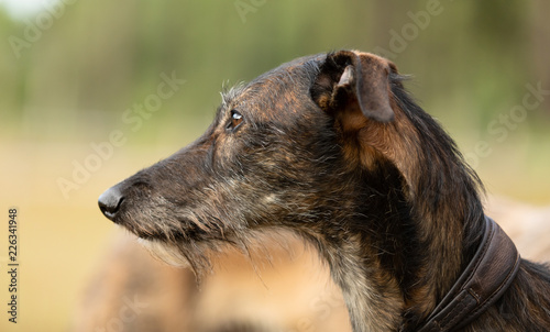 Spanish galgo, greyhound, head, close up