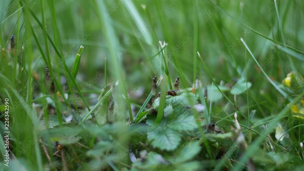 Moisture Ants climbing grass near suburban home