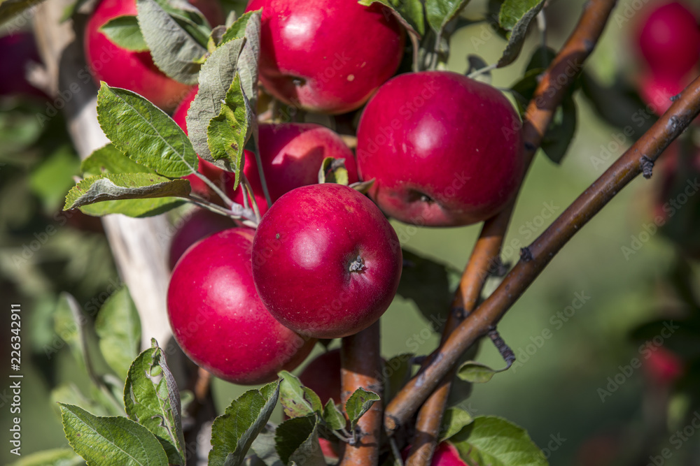 Amasya apples and apples Amasya apples and apples