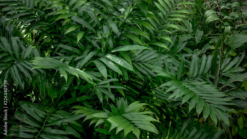 background texture tropical flowers and leaves