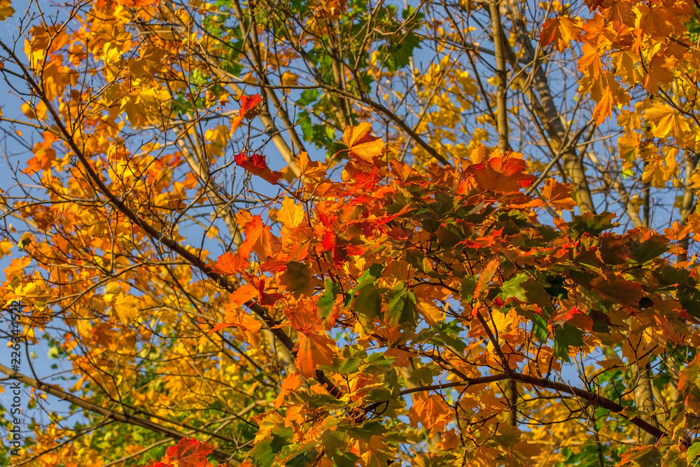 Beautiful autumn maple with big yellow, orange and green leaves – magnified details of a tree on a background of clear blue sky on a Sunny day Beautiful autumn maple with big yellow, orange and green leaves – magnified details of a tree on a background of clear blue sky on a Sunny day