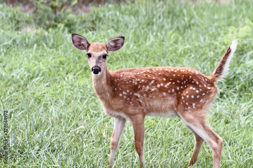 A spotted White-tailed deer fawn without his mother standing in a grassy meadow alone.