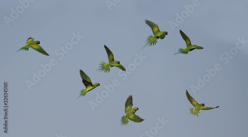 Obraz na plátně Red-breasted parakeet flying on blue sky