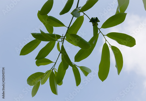 branch with green leaves