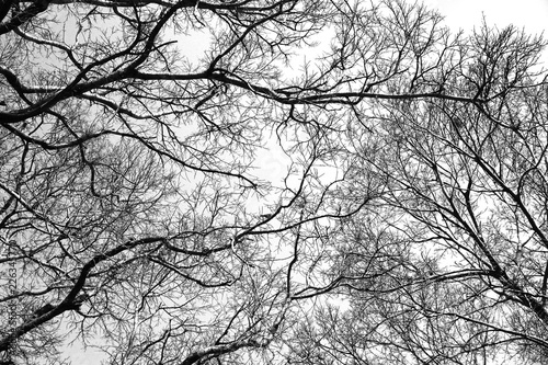 tree branches black and white