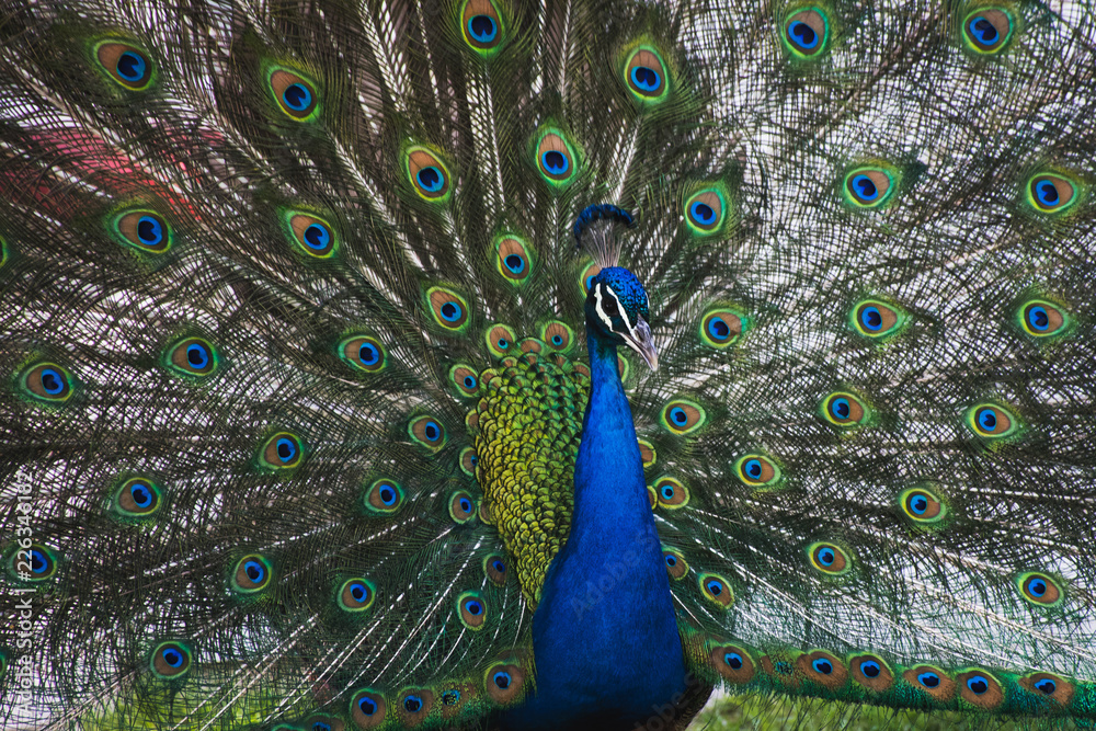 Fototapeta premium Peacock