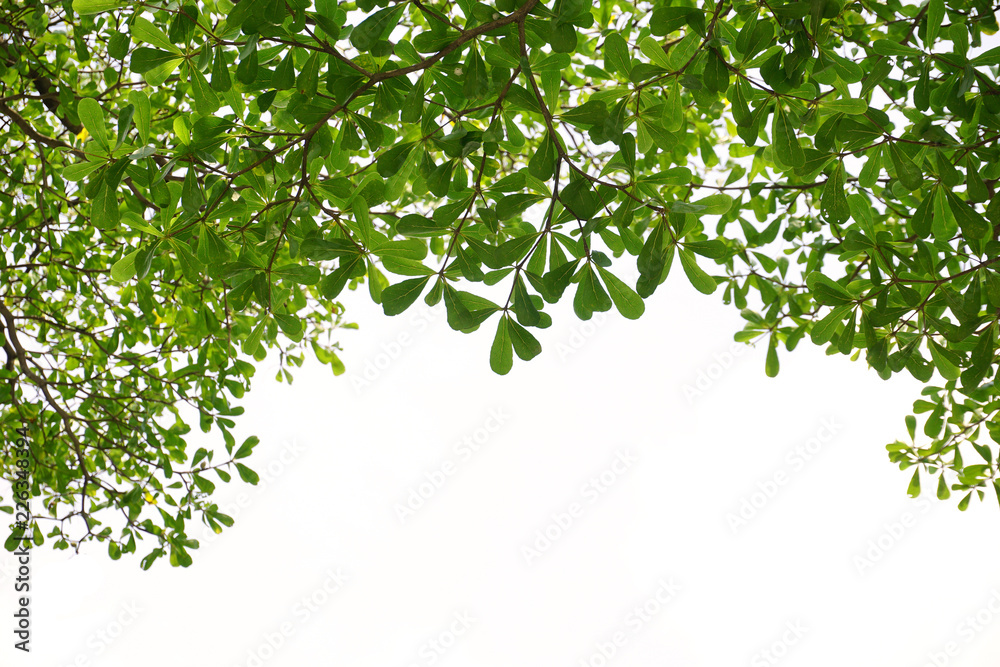 Green leaves on isolated on white