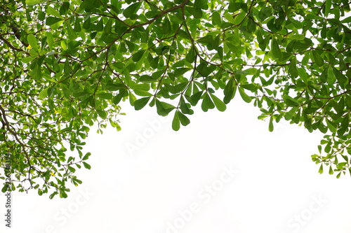 Green leaves on isolated on white