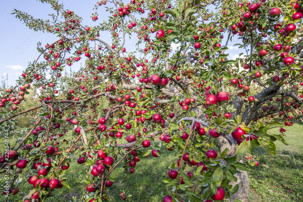 Amasya apples and apples 