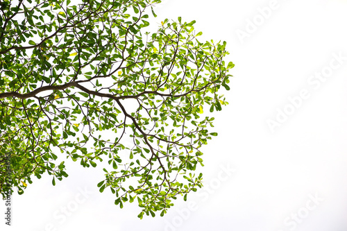 Green leaves on isolated on white