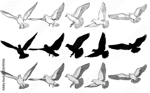 Flying pigeons Vector illustration set. Black and white