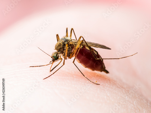 Yellow Fever, Malaria or Zika Virus Infected Mosquito Insect Macro photo