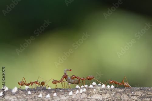 Ant action standing.Ant bridge unity team carry food Concept team work together