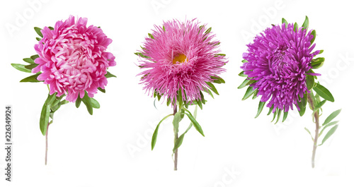 Fototapeta Naklejka Na Ścianę i Meble -  beautiful aster flower closeup