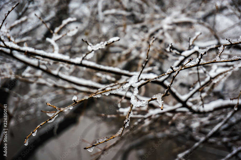 Closeup of boughs covered with snow and ice Closeup of boughs covered with snow and ice