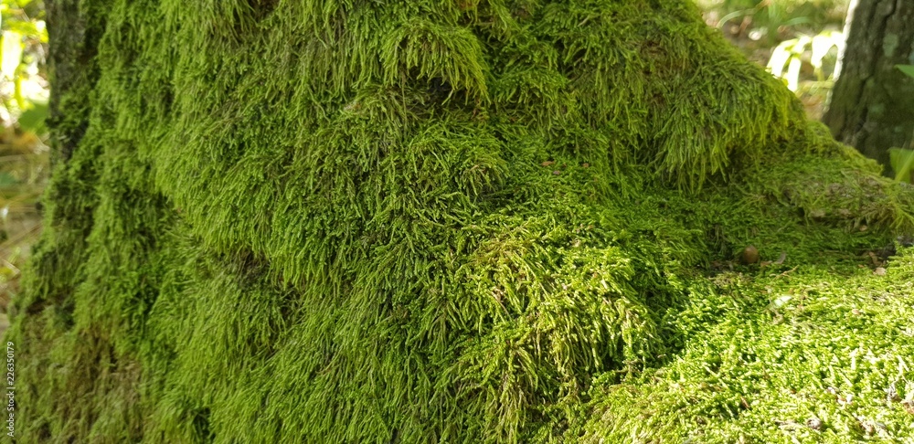 moss moss