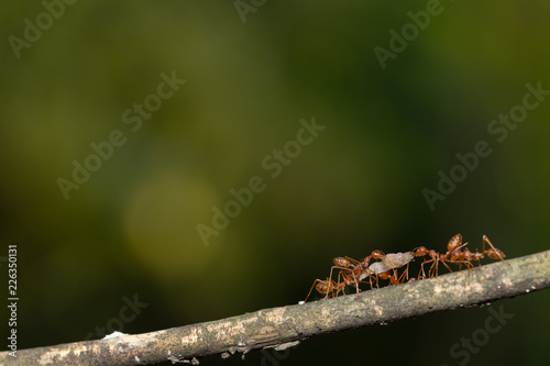 Ant action standing.Ant bridge unity team carry food Concept team work together