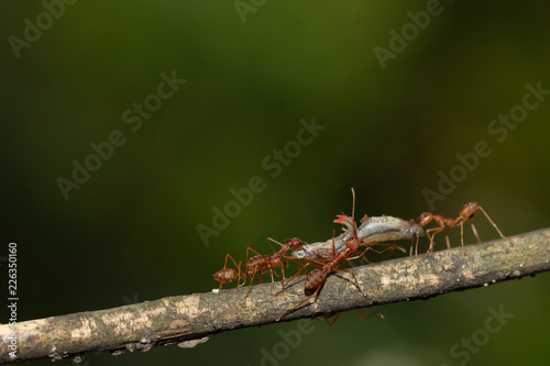 Ant action standing.Ant bridge unity team carry food Concept team work together © frank29052515