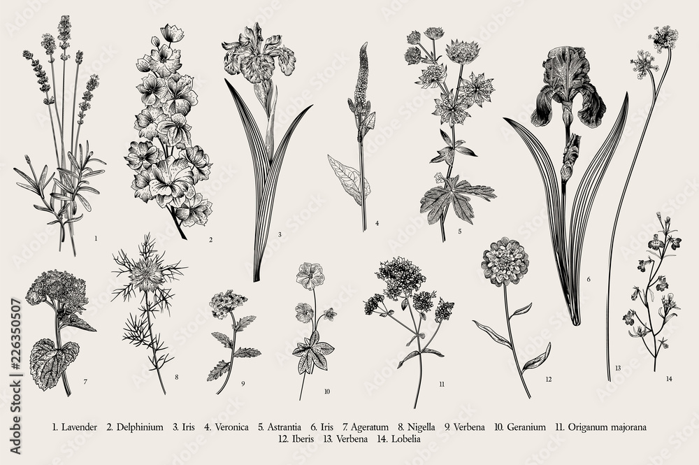 Summertime. Garden flowers. Vector vintage botanical illustration ...
