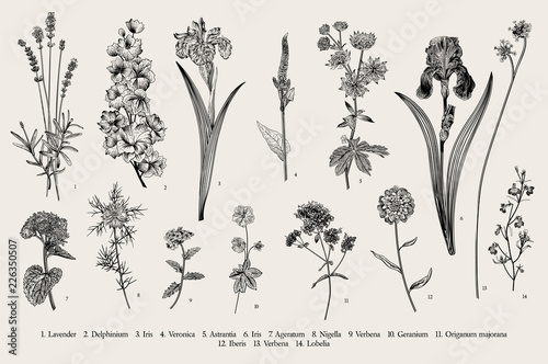 Summertime. Garden flowers. Vector vintage botanical illustration. Black and white