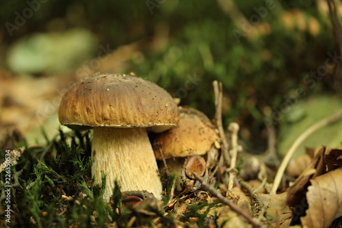Boletus edulis - the fungus grows in deciduous and coniferous forests and tree plantation