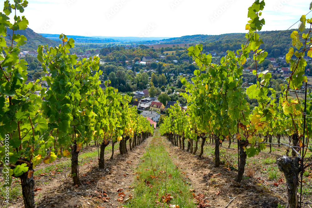 Weinberg mit Weinreben und Blick auf Tal
