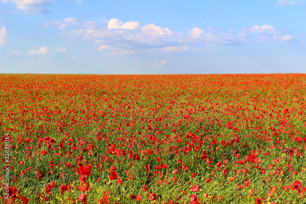 Naklejka premium Pole makowe i błękitne niebo z chmurami