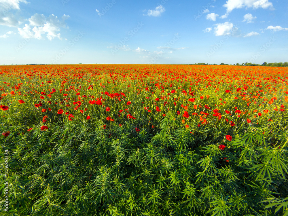 Field of flowering red wild poppies among hemp plants. Cannabis sativa in poppies Field of flowering red wild poppies among hemp plants. Cannabis sativa in poppies