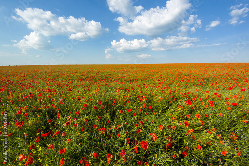 Poppy field and blue sky with clouds