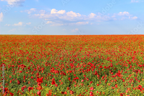 Fototapeta Naklejka Na Ścianę i Meble -  Poppy field and blue sky with clouds