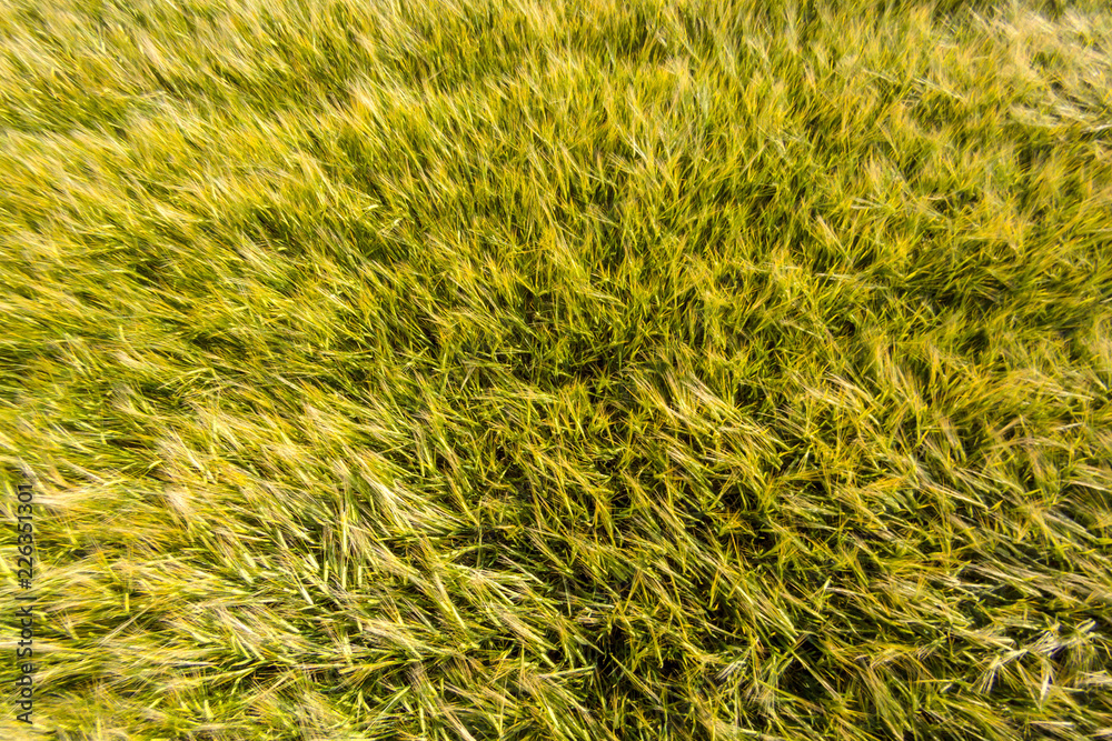 Field with unripe green wheat. Spikes of wheat. Texture effect. Top view. View from above Field with unripe green wheat. Spikes of wheat. Texture effect. Top view. View from above