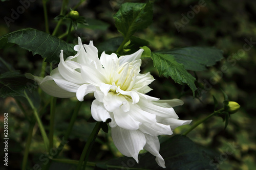 Fototapeta Naklejka Na Ścianę i Meble -  White Dahlia