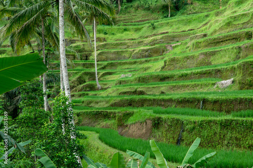 Close-up of rice terraces