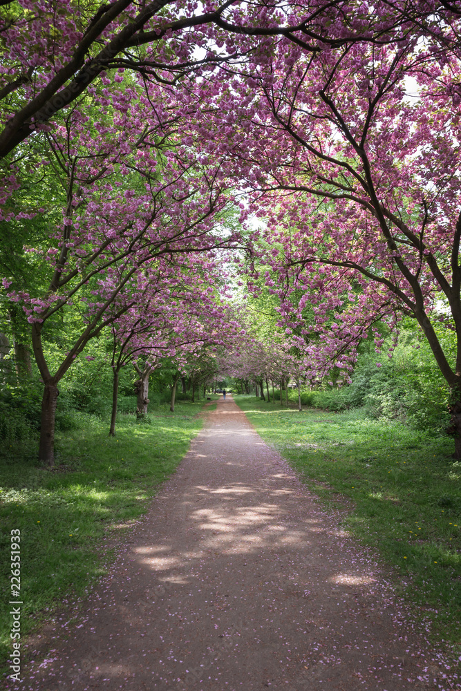 road in the forest with flowers