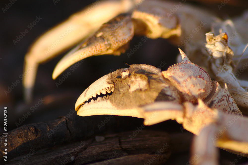 Naklejka premium Skelettierte Scheren einer Wollkrabbe