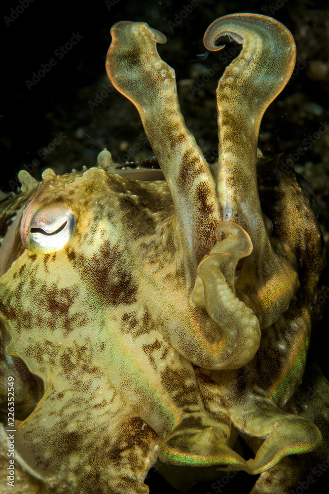 broadclub cuttlefish ready for a fight