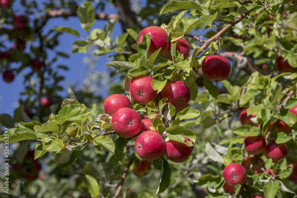 Amasya apples and apples Amasya apples and apples