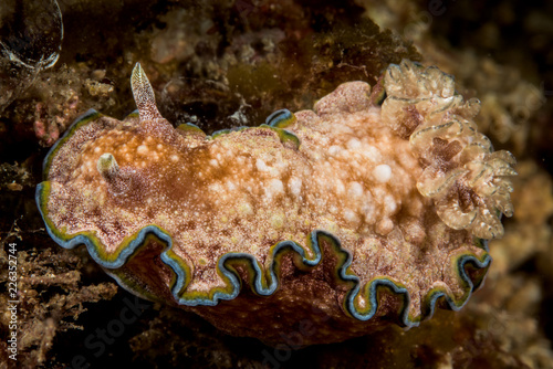 doris sea slug nudibranch
