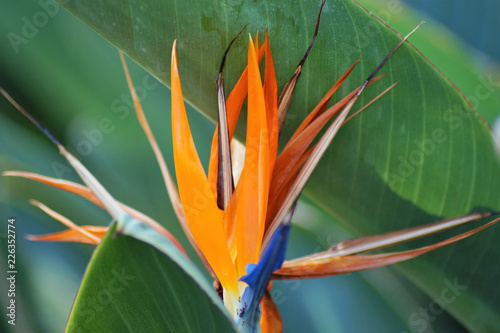 Strelitzie auf Gran Canaria photo