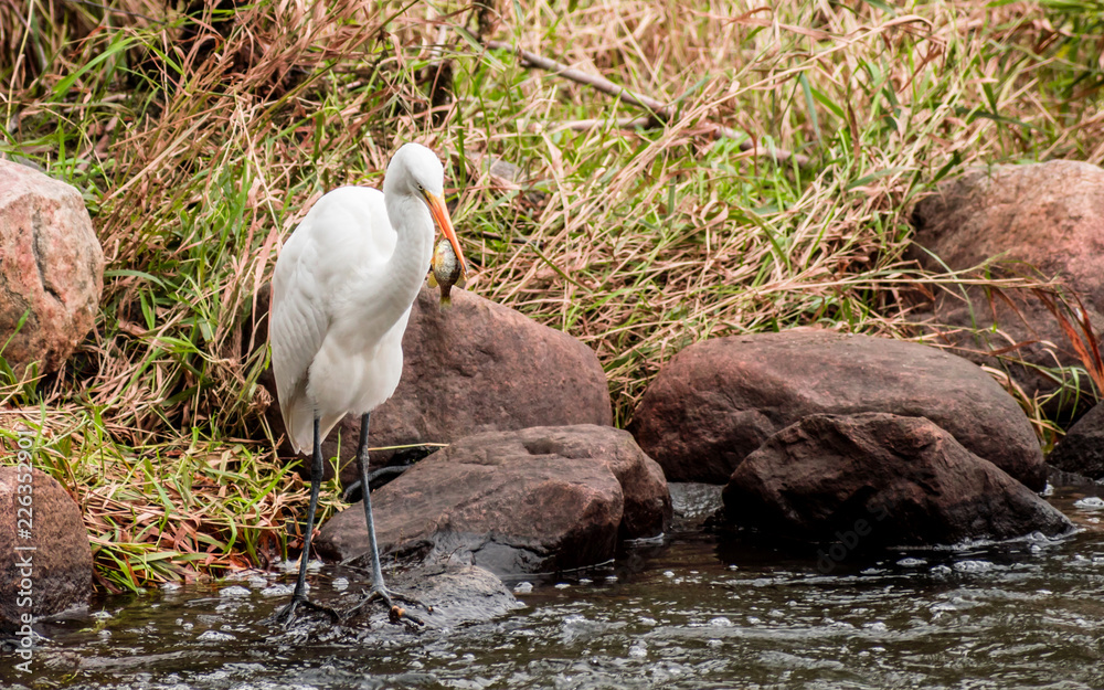 Obraz premium A close portrait of great heron capturing fishes from a river