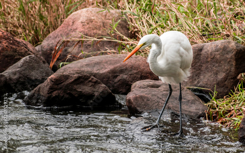 A close portrait of great heron capturing fishes from a river photo