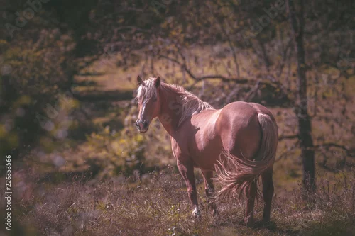 Obraz Koń z białymi włosami