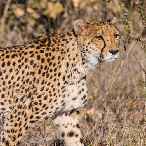 Cheetah (Acinonyx jubatus soemmeringii) in the Okavango-delta in Botswana 