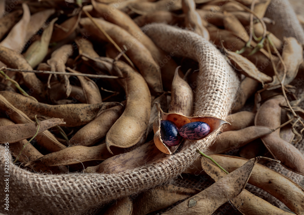 Fototapeta premium Dry bean pods, healthy organic food.