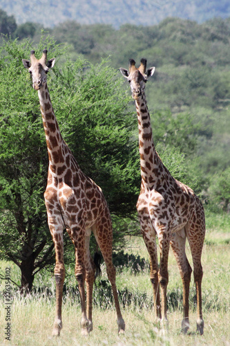 Giraffes in the Serengeti National Park  Tanzania