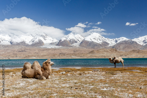 Obraz na płótnie Two camels at Lake Karakul (Xinjiang, China)